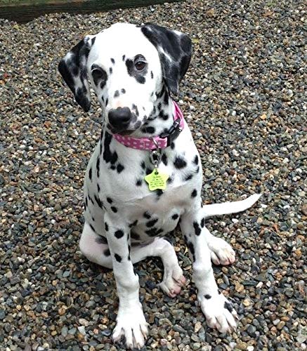 LuckyPet Klippy universal-fit clip works with most collar sizes.