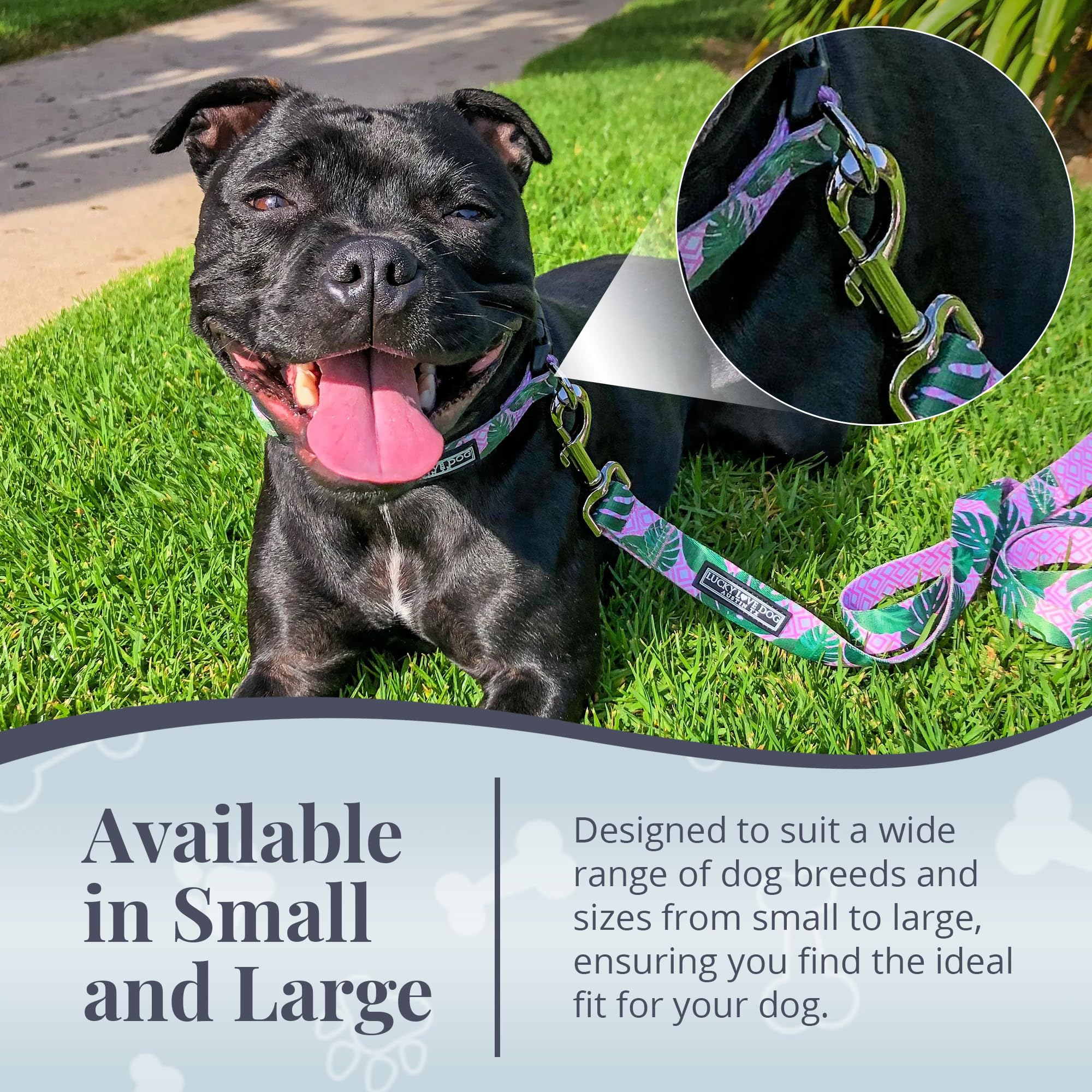 Lucky Love Dog leash offers matching collar options for coordinated styling