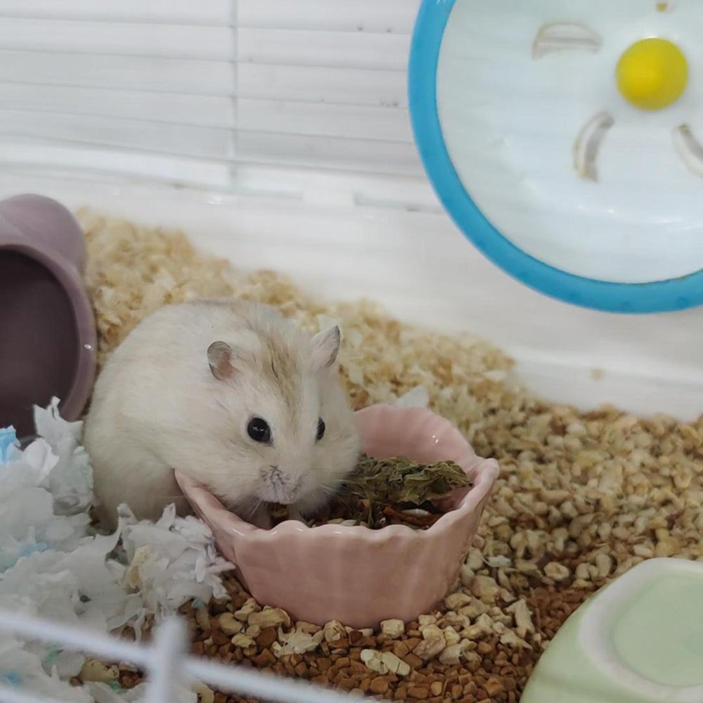 LuckyOpt flower-design bowl close-up, decorative cage accessory for a cute habitat.