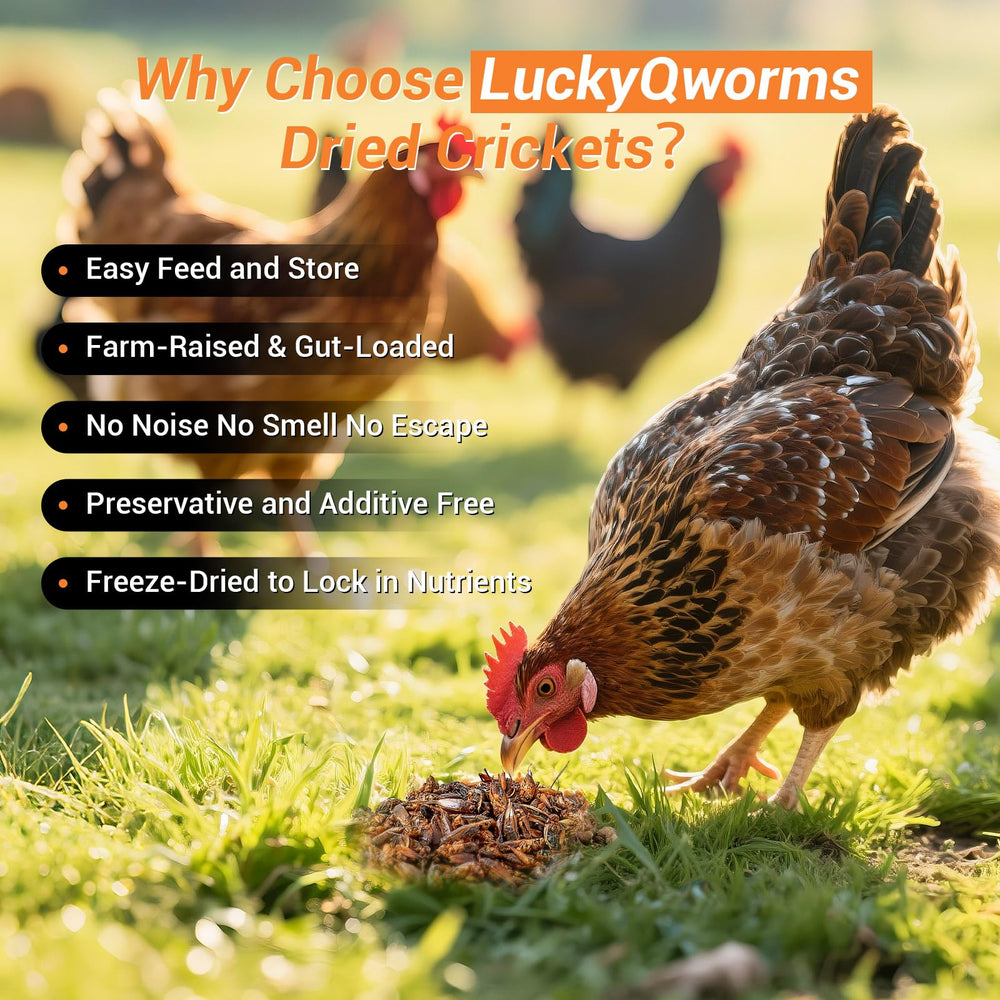 LuckyQworms freeze-dried crickets retain flavor for long-lasting freshness.