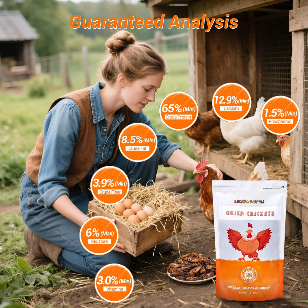 LuckyQworms high-protein calcium insect food supports muscle and bone development.