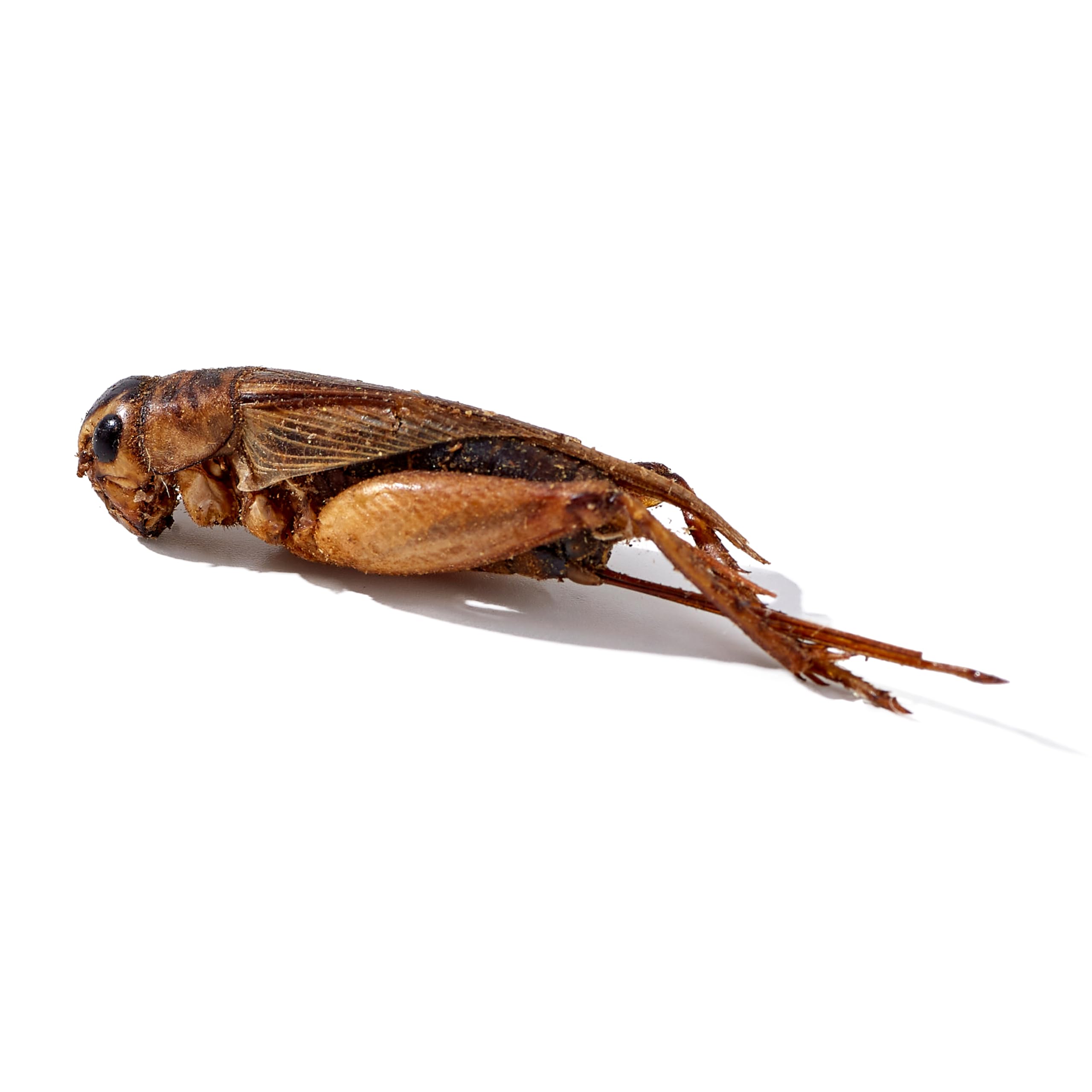 LuckyQworms versatile insect treat ideas for dry, mixed, or rehydrated feeding.
