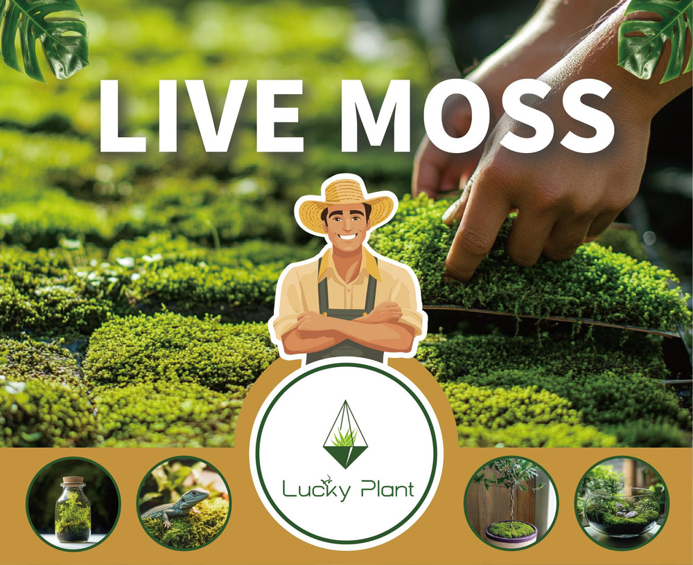 LUCKYRUNES Live Moss amphibian habitat supports balanced humidity without water pooling.