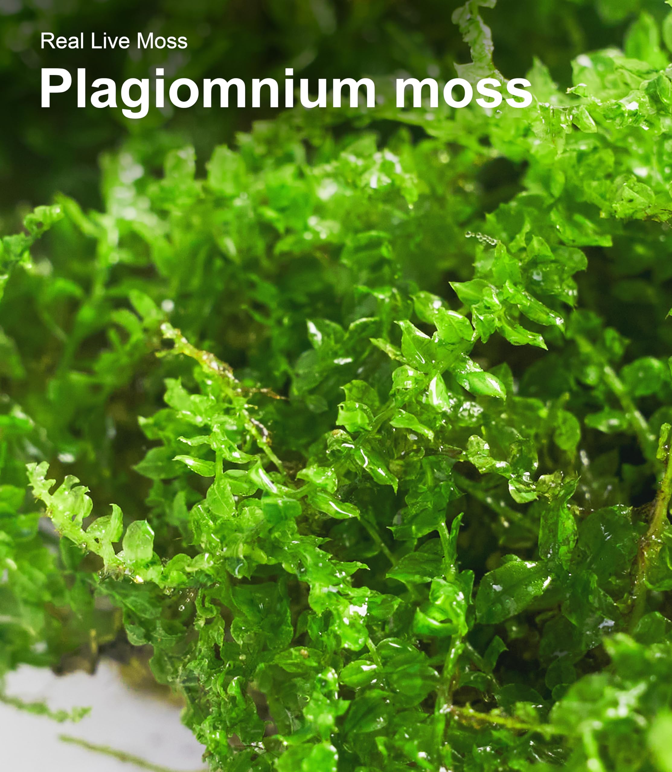 LUCKYRUNES Live Moss close-up texture highlighting soft living moss