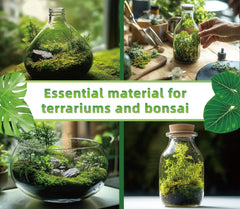 LUCKYRUNES Live Moss decorative layer brings lush green aesthetics to enclosures.