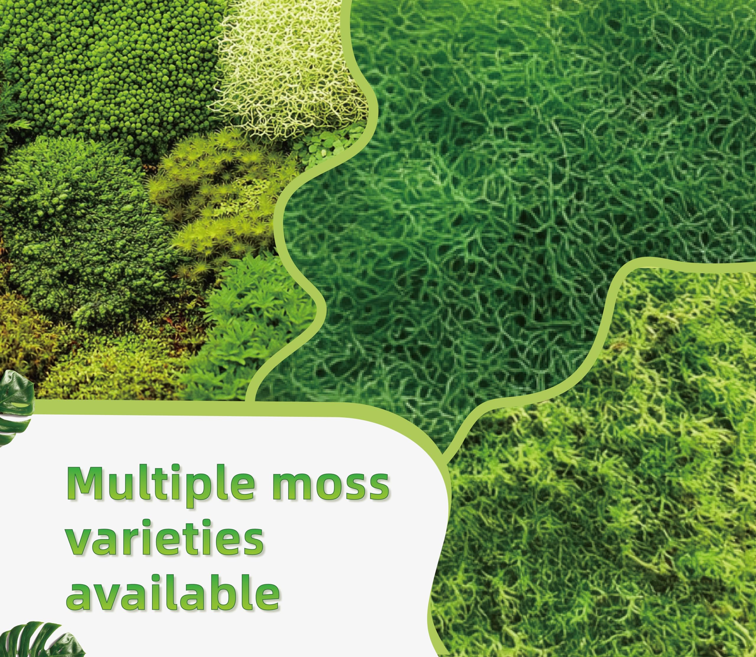 LUCKYRUNES Live Moss gecko habitat delivers gentle moisture retention for thriving enclosure.
