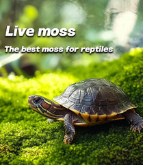 LUCKYRUNES Live Moss ground cover in reptile tank enhances moisture regulation and visual appeal.