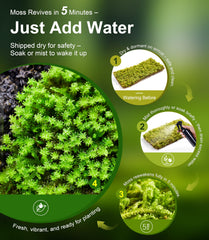 LUCKYRUNES Live Moss helps stabilize humidity for reptiles like geckos and frogs
