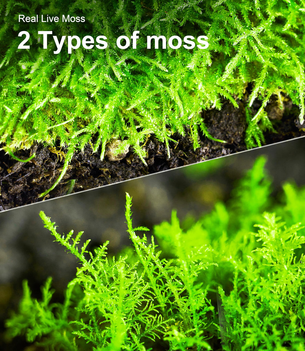 LUCKYRUNES Live Moss lightweight flat packaging for easy delivery and storage