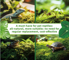 LUCKYRUNES Live Moss mist-activation enables quick revival for ready-to-use terrariums.