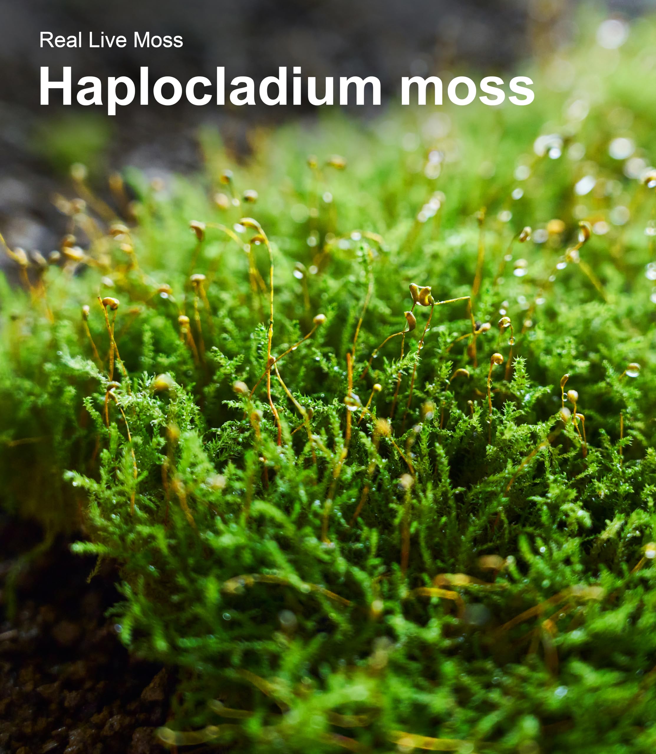 LUCKYRUNES care instructions for beginners in terrarium projects with moss.