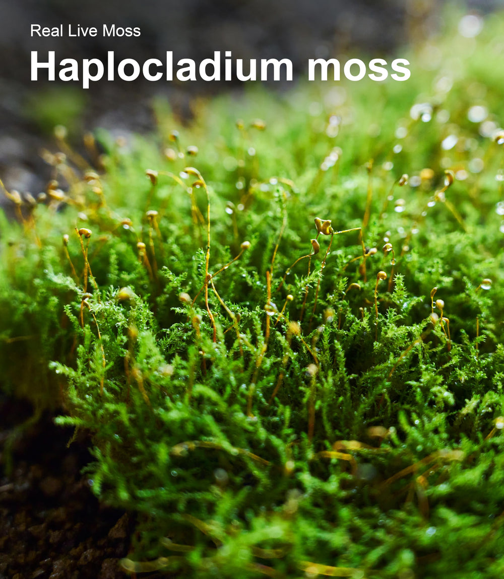 LUCKYRUNES care instructions for beginners in terrarium projects with moss.