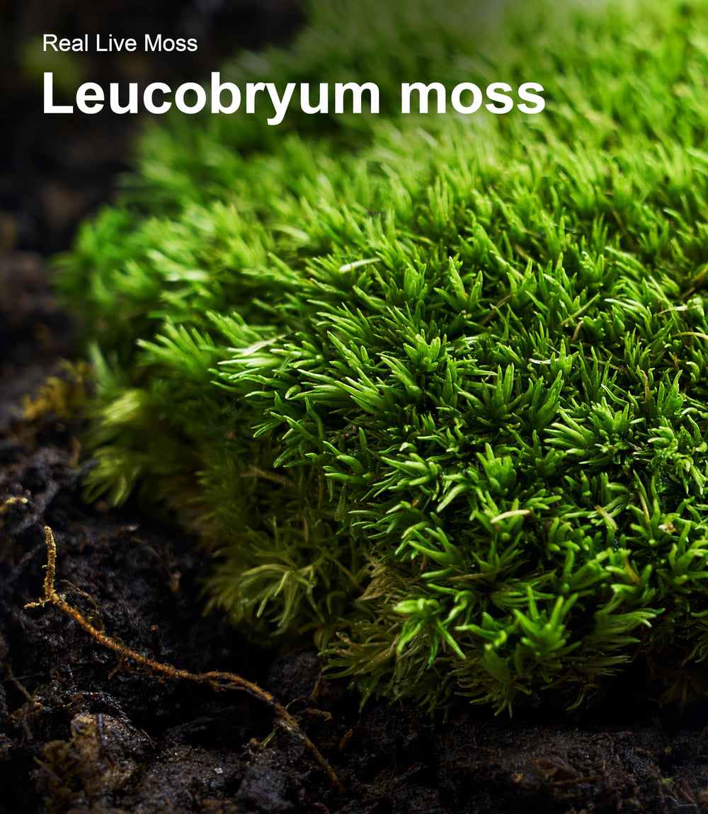 LUCKYRUNES habitat detail with moss layers supporting humidity and enrichment.