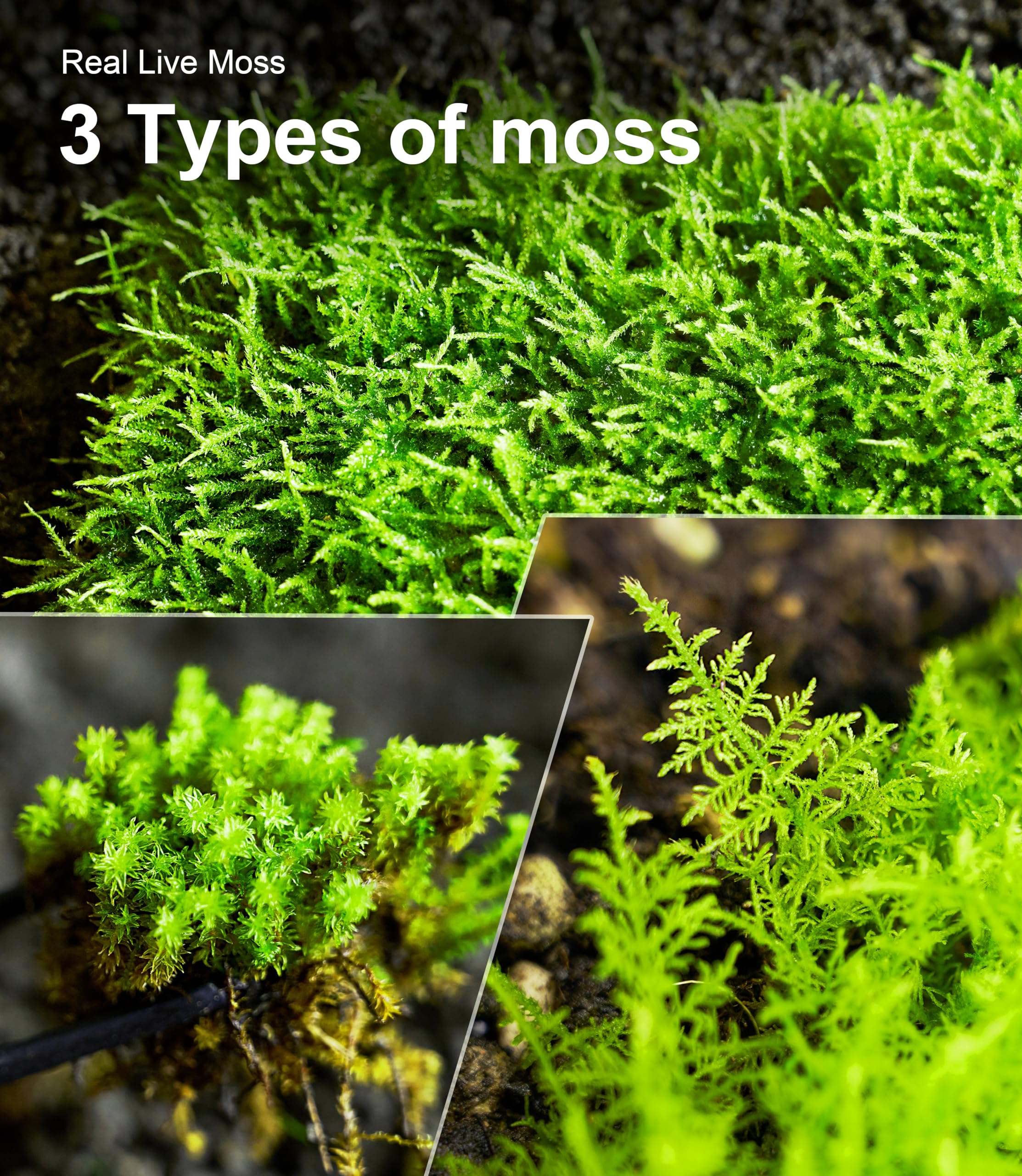 LUCKYRUNES packaging-ready moss pack highlighting freshness and easy use.