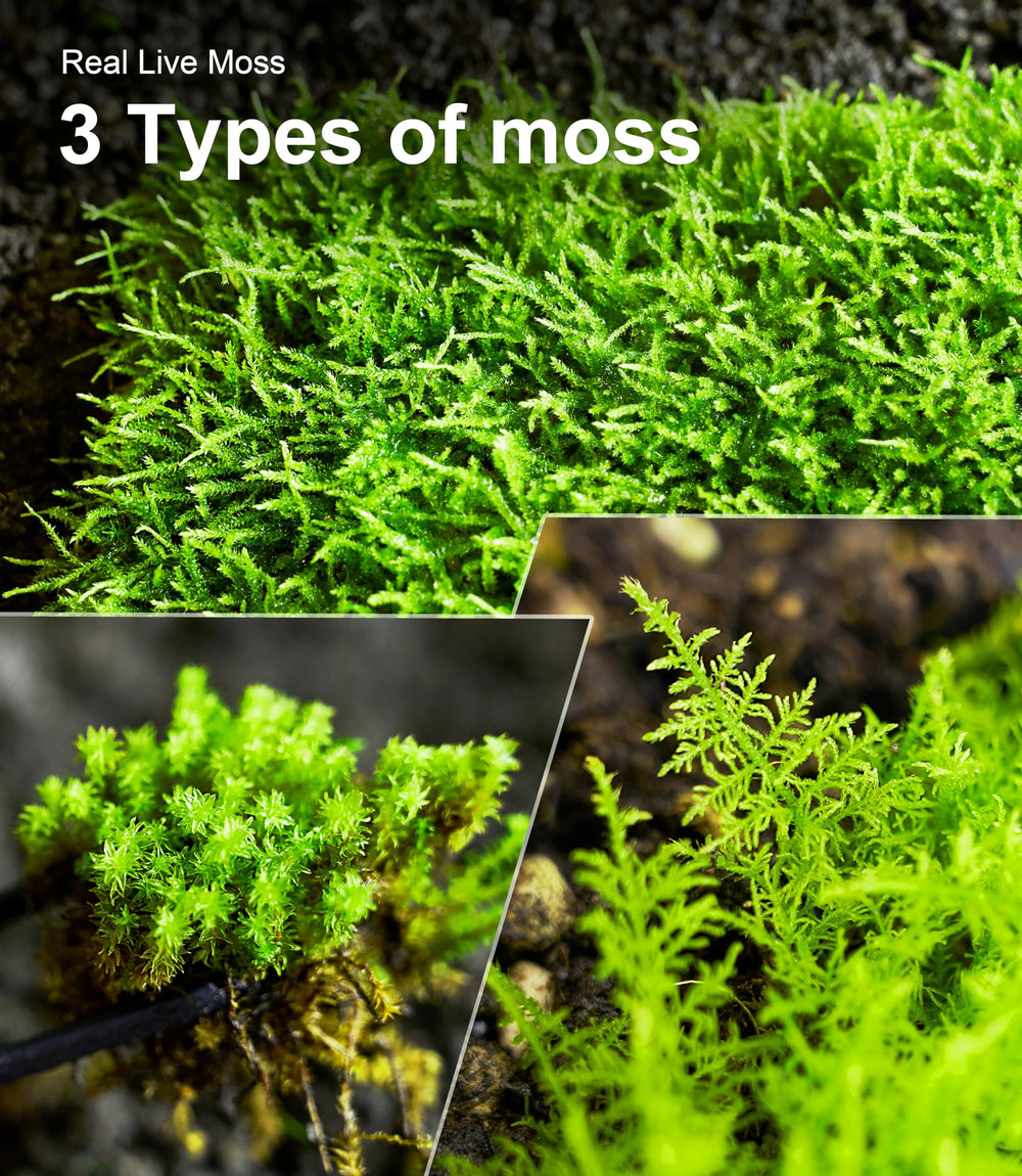 LUCKYRUNES packaging-ready moss pack highlighting freshness and easy use.