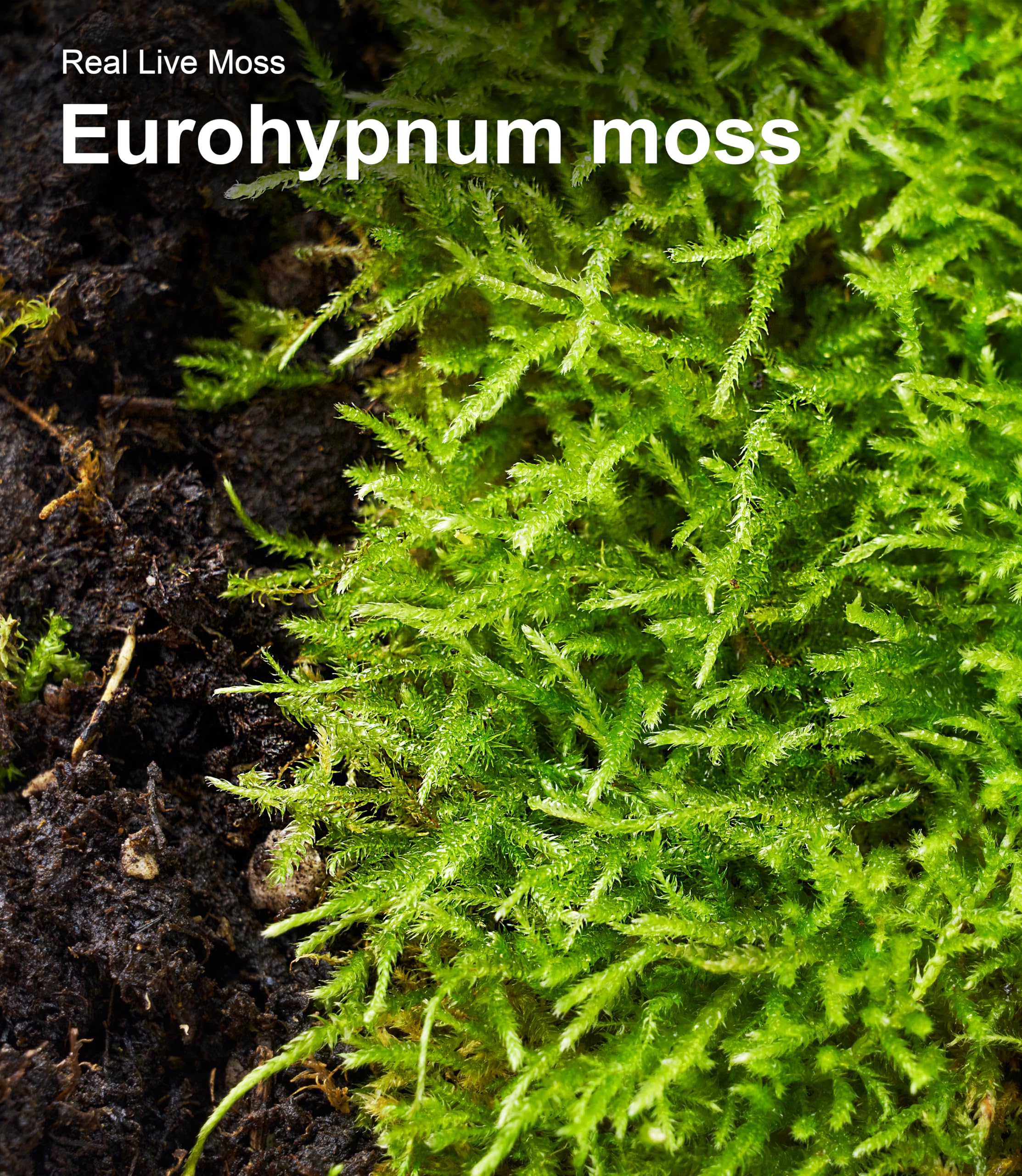 LUCKYRUNES Live Moss ready-to-use after misting for quick terrarium setup