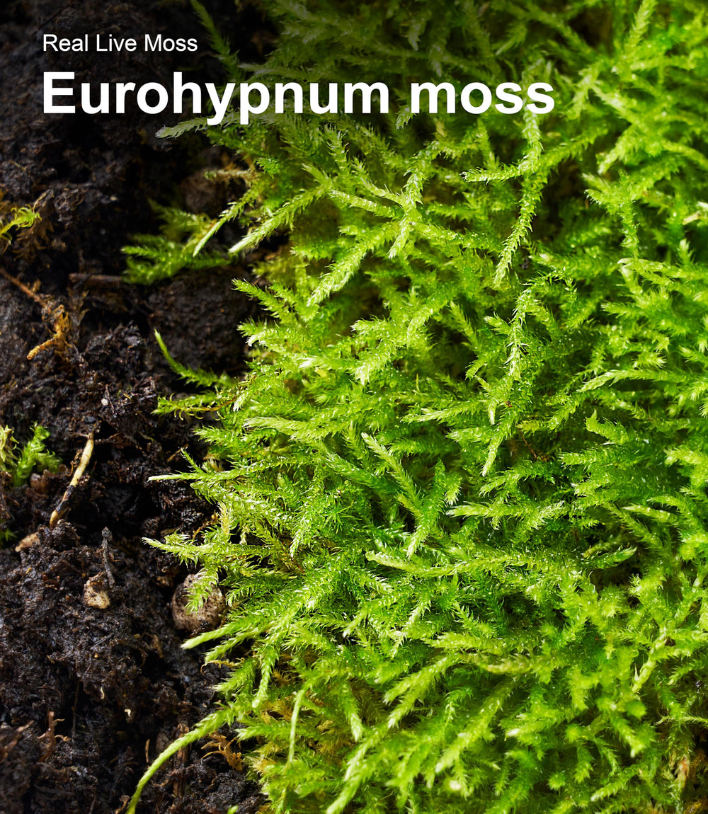 LUCKYRUNES Live Moss ready-to-use after misting for quick terrarium setup