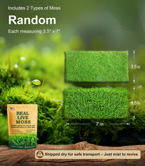 LUCKYRUNES Live Moss rehydration after misting revives vibrant greenery quickly