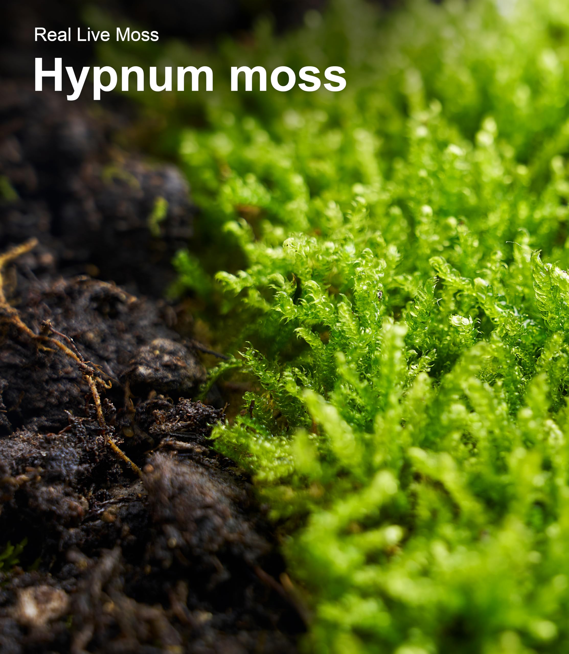 LUCKYRUNES Live Moss storage in a dry place stays fresh up to two months