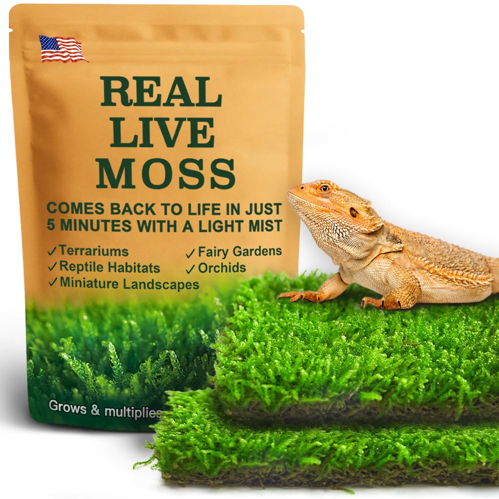 LUCKYRUNES Live Moss substrate in terrarium supports natural bedding and humidity control.