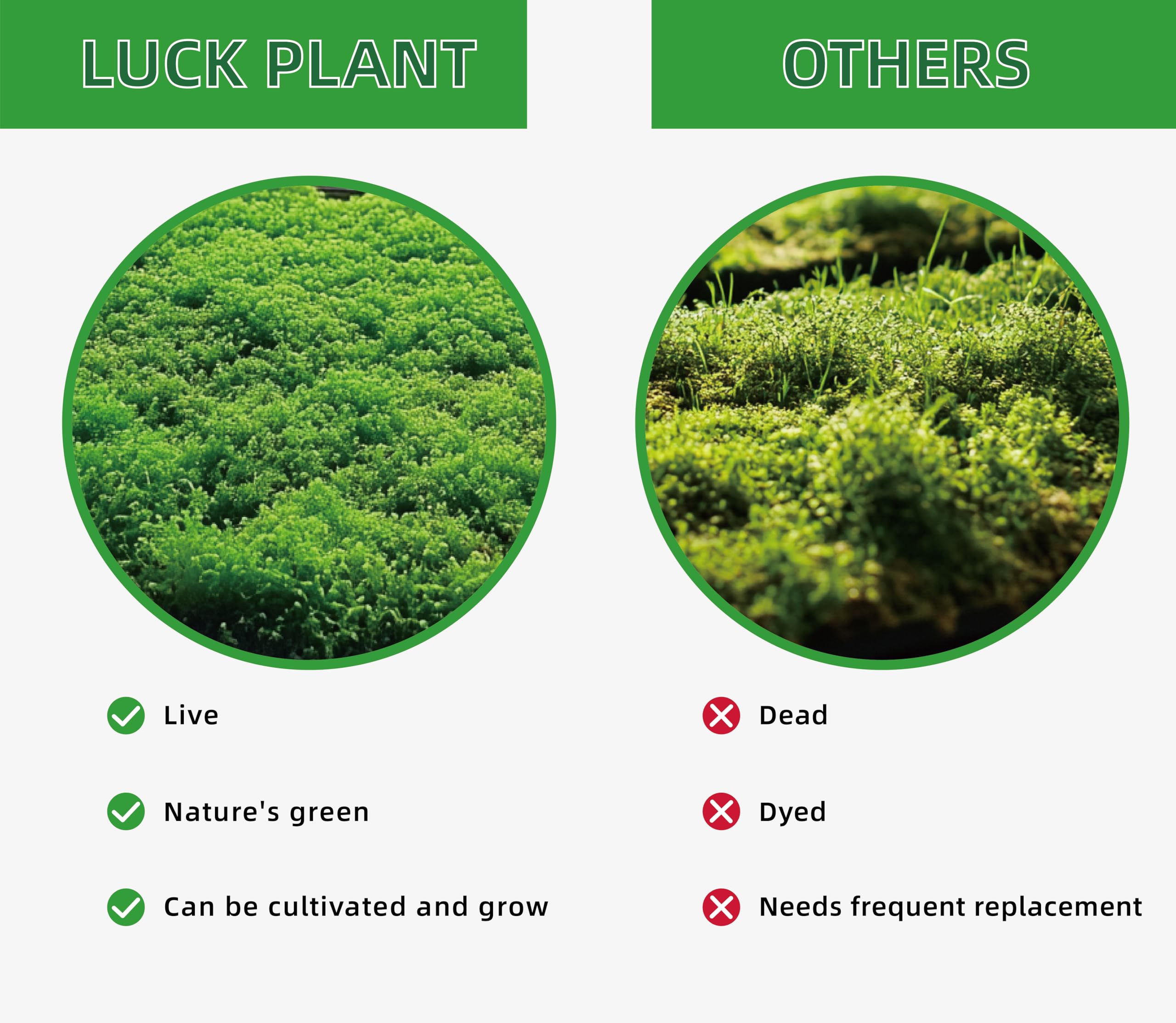 LUCKYRUNES Live Moss textures offer versatile substrate for various setups.