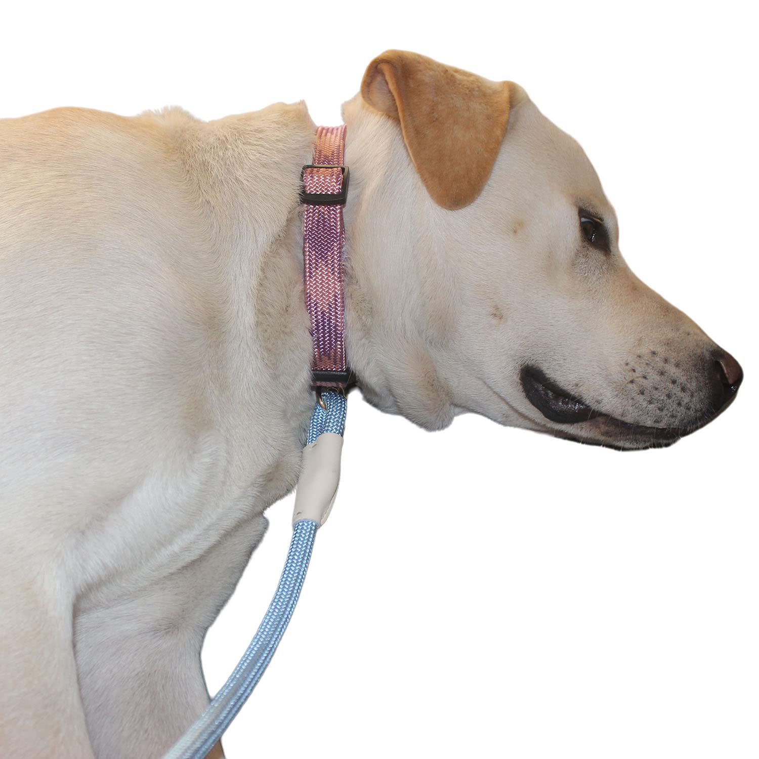 Lucpawz Durable nylon leash used for training, exercise, or daily outings.