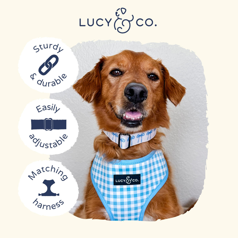 Lucy & Co. dog collar with adjustable fit for dogs of all sizes.