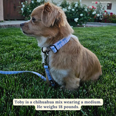 Lucy & Co. dog collar features a quick-release buckle for easy on and off.