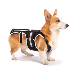 LufeLux back brace on a dog wearing it for comfort and spine support during activity.