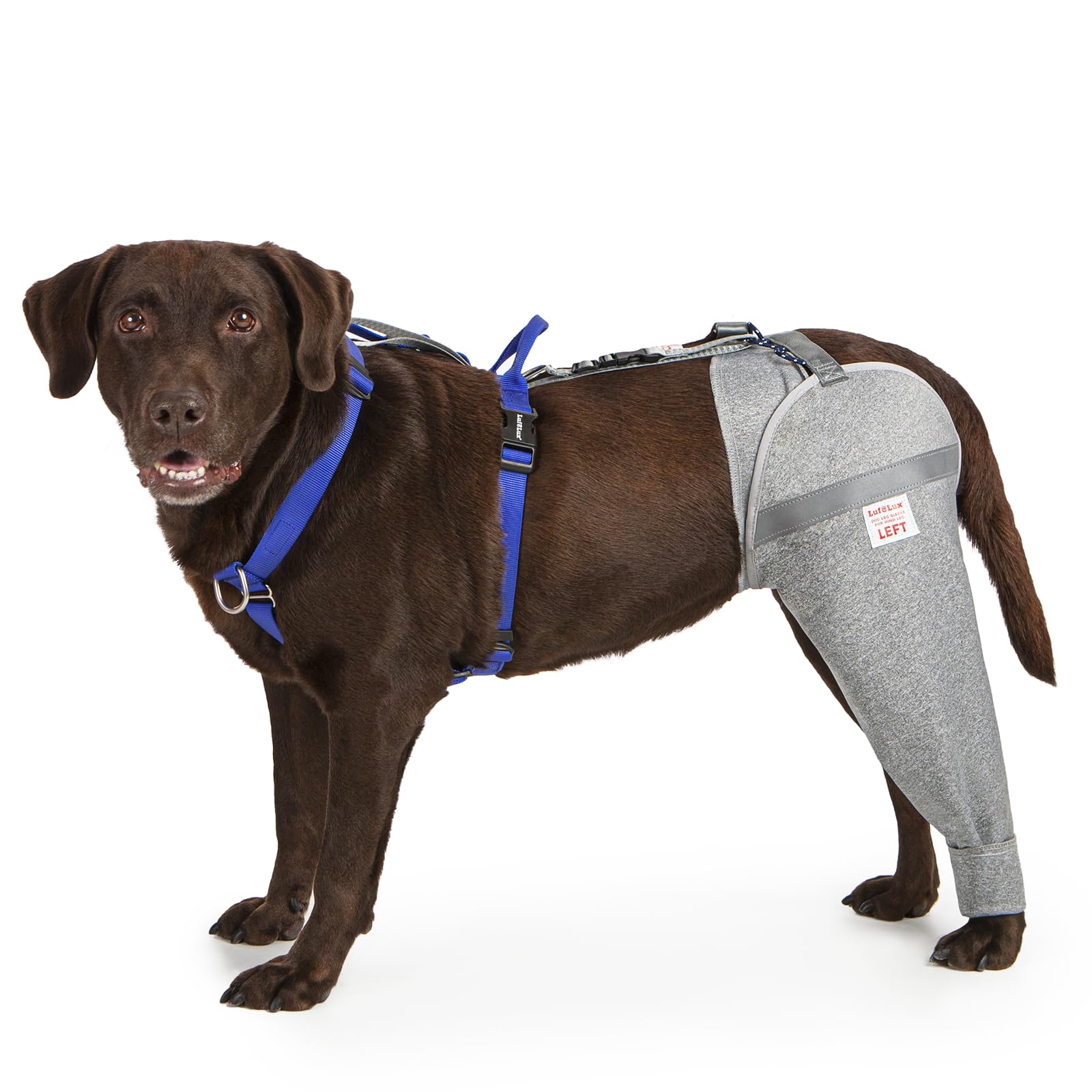 LufeLux dog leg sleeve rear leg wrap for protected healing and movement.