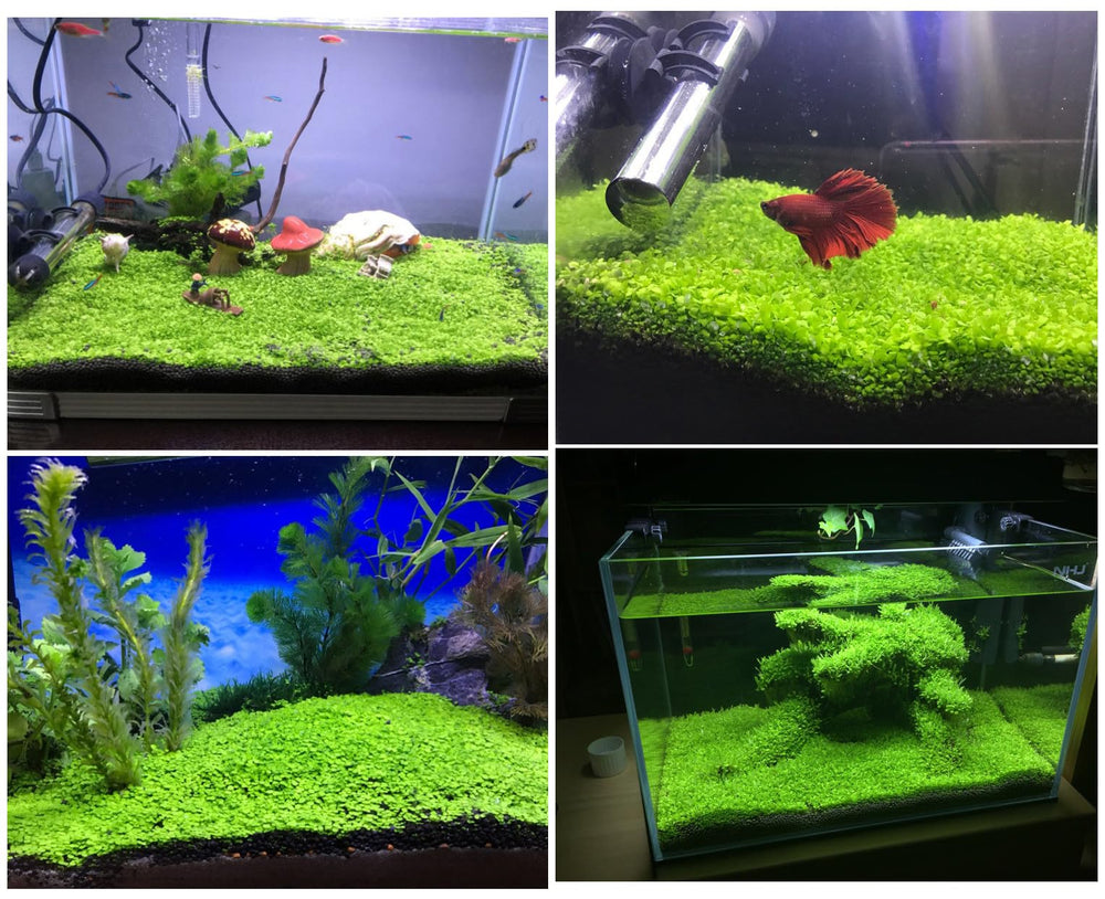 LUKAWES aquarium plants in-tank view demonstrates safe, oxygen-friendly decor.