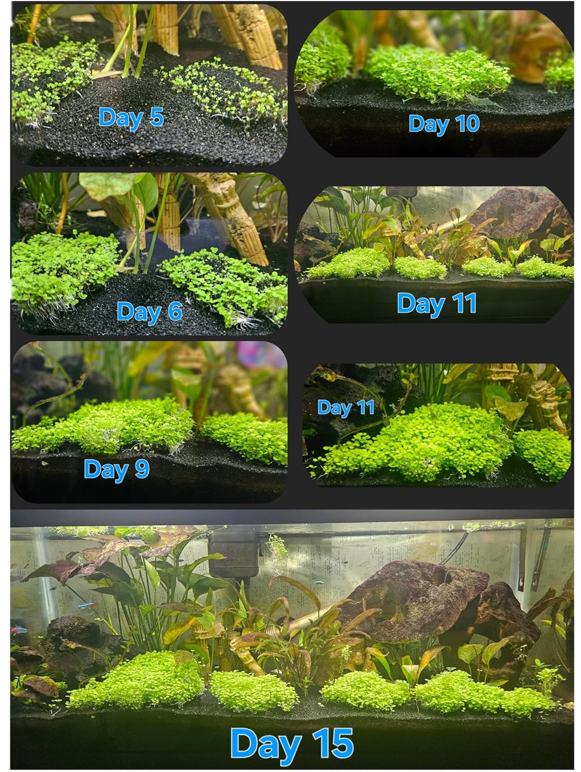 LUKAWES fast-germination aquarium plants ready in days