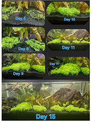 LUKAWES fast-germination aquarium plants ready in days