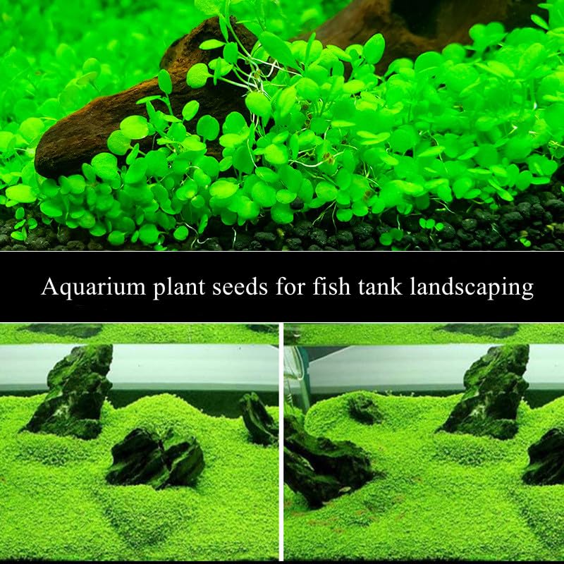 LUKAWES real carpet aquarium plants add vibrant color to tanks.