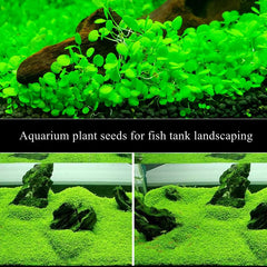 LUKAWES real carpet aquarium plants add vibrant color to tanks.