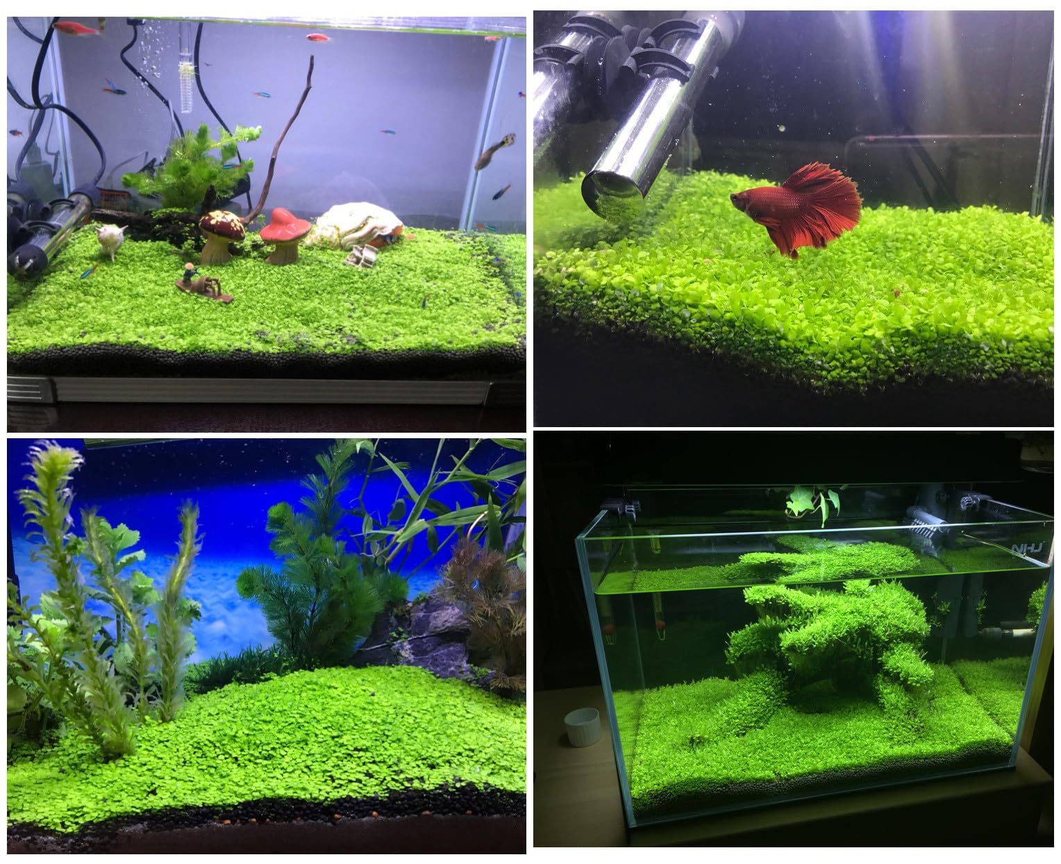 LUKAWES two-pack aquarium plants each 0.36 oz