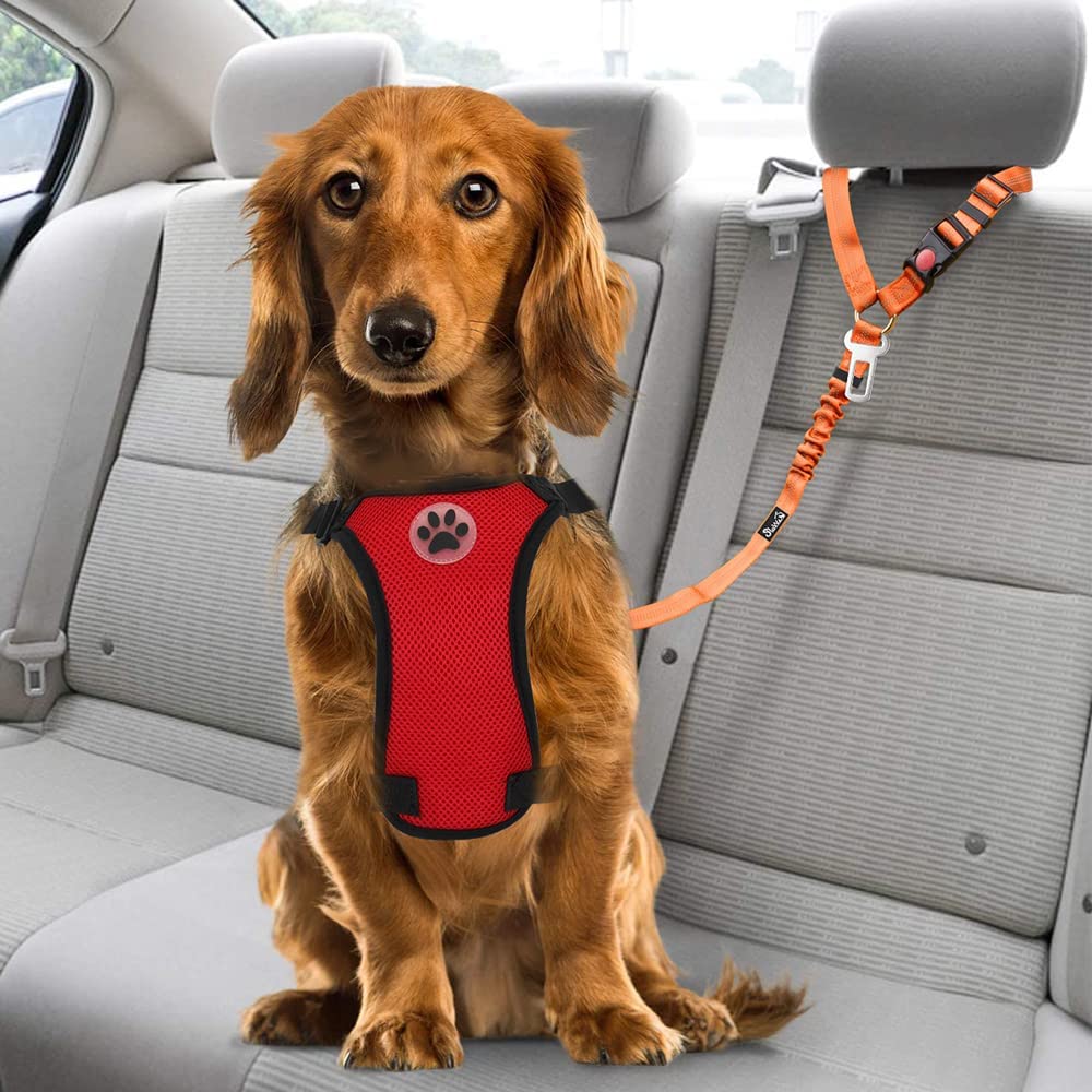 Lukovee dog seat belt two-pack offers convenient backup for travel