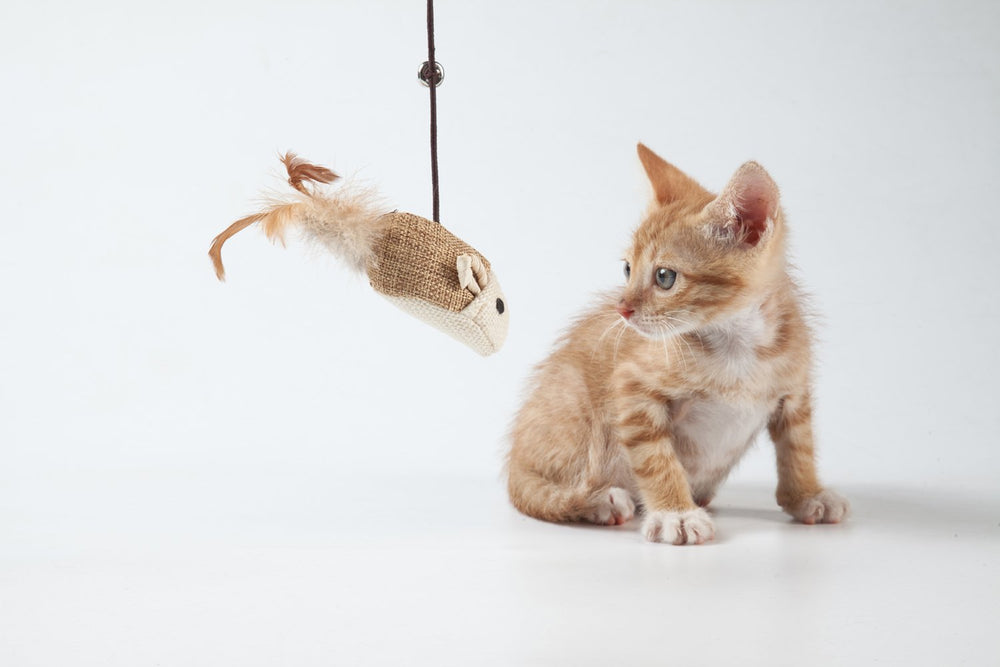 LukPaw packaging and shop preview showcases natural toys for curious felines.