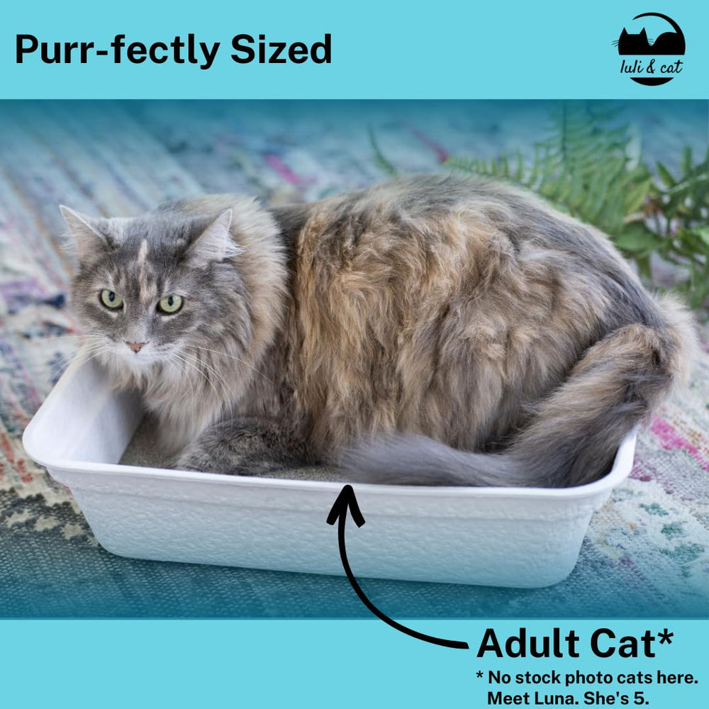 Luli & Cat water-resistant view emphasizes quick drying to reduce odors