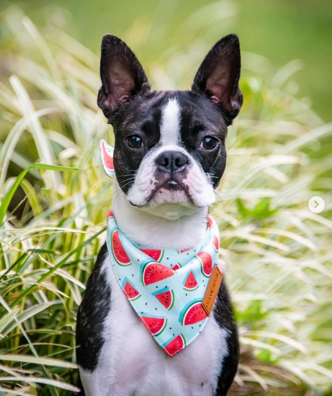 LunaMarie watermelon bandana close-up shows lightweight, breathable fabric for all-day pet comfort.