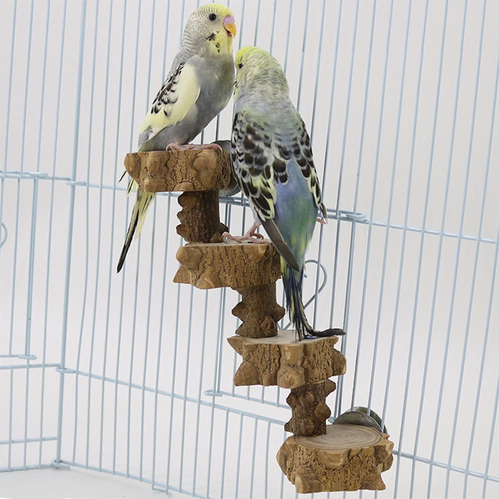 Luonfels two-bird perch platform allows shared exploration while trimming nails safely