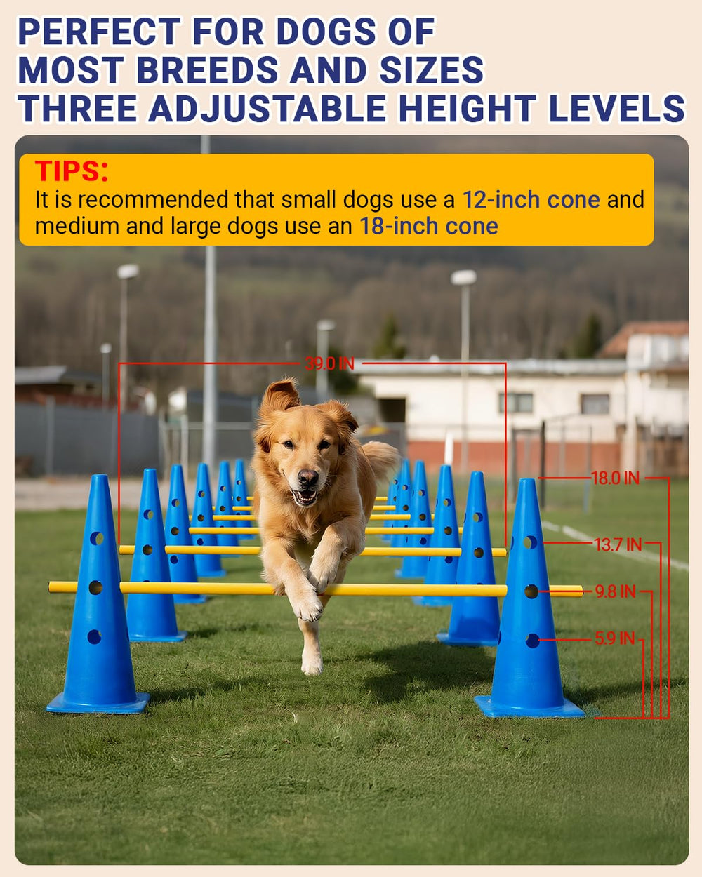 Lupar agility hurdle cones with adjustable height for dogs of different sizes.