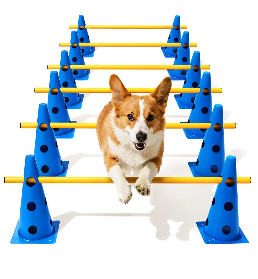 Lupar dog agility course backyard setup demonstrates varied training routines for dogs.