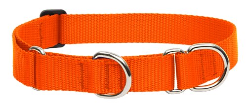 LupinePet Basics 1-Inch Blaze Orange Martingale Collar on a large dog for secure walking