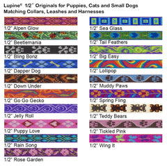 LupinePet Rain Song adjustable collar on tiny dog demonstrates secure fit.