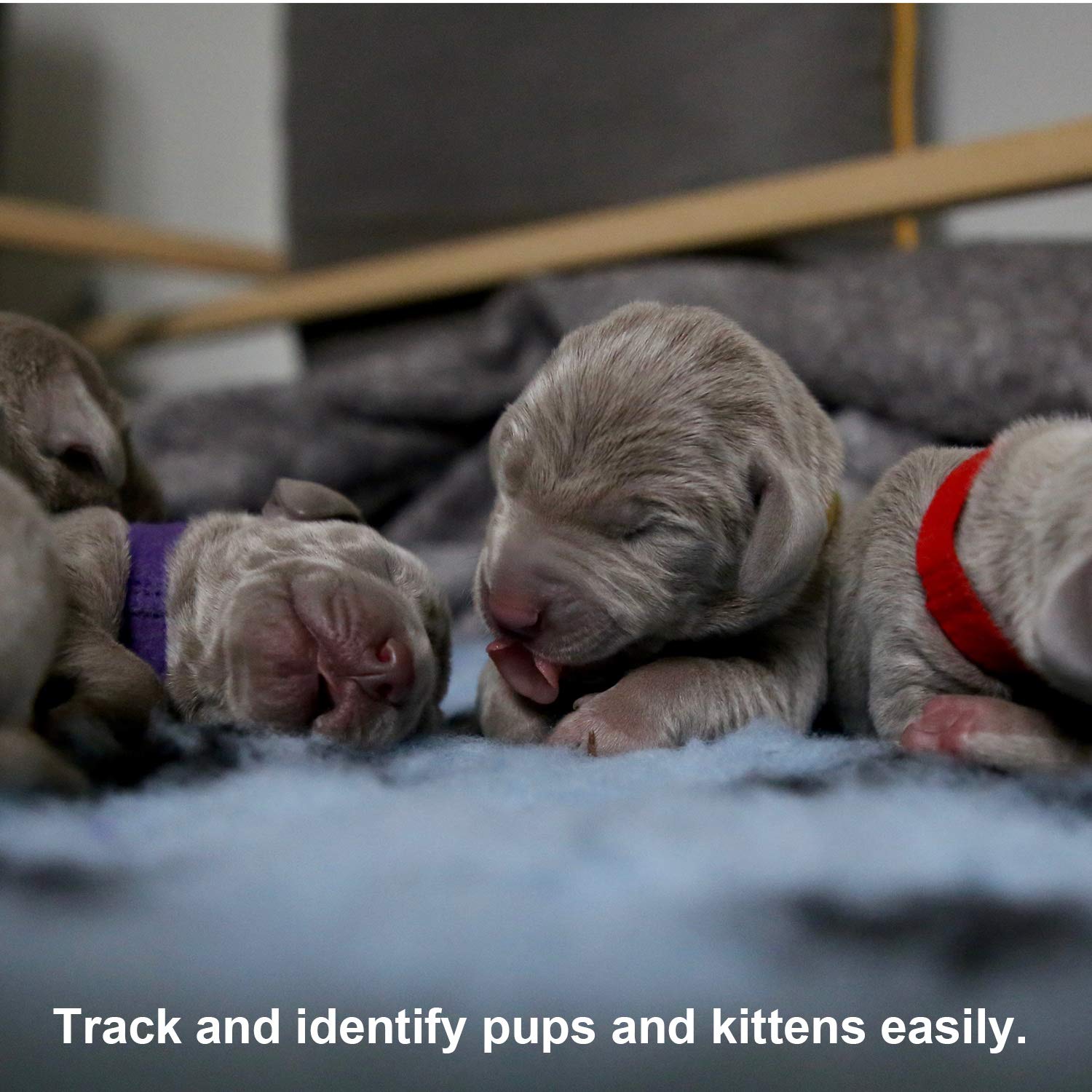 LUTER colorful collars on puppies for quick litter color coding.