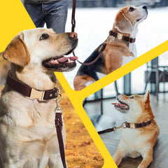 LWBMG durable alloy buckle on collar ensures lasting durability and quick on/off.