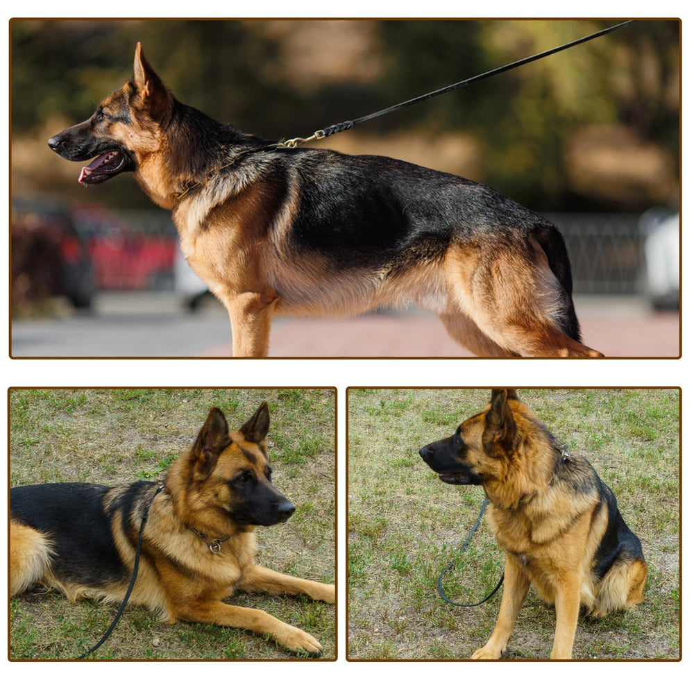 LWBMG-small-medium-dogs-training-leash supports gentle control for small breeds