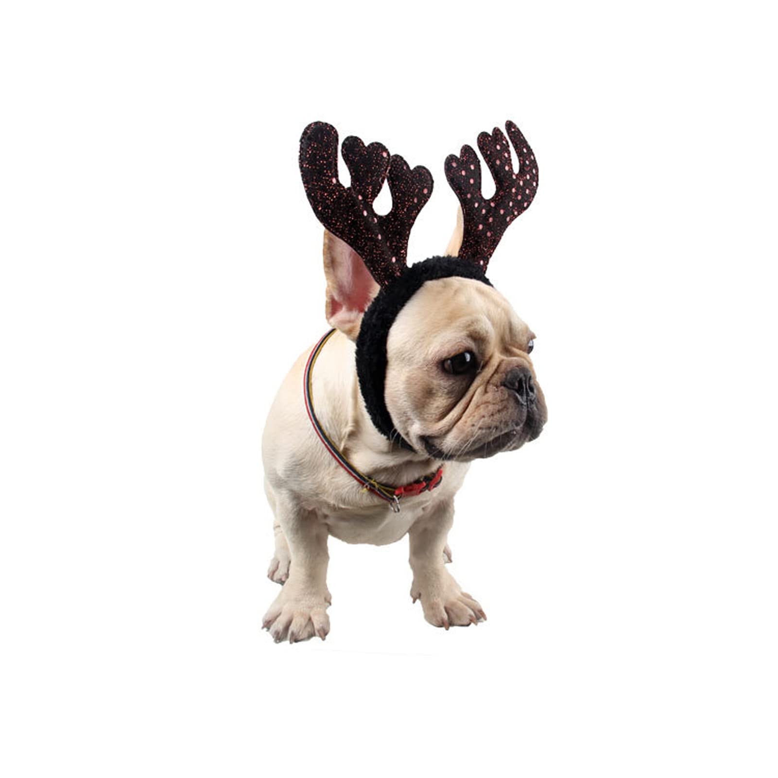 LXZColden elastic headband provides comfortable, adjustable fit for any small dog.