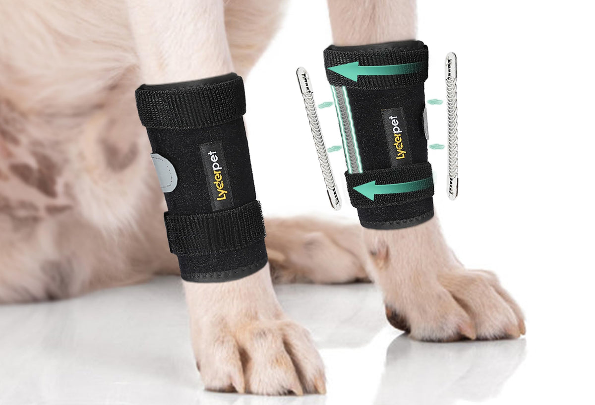 Lyderpet dog front leg brace overview provides stability for active pets.